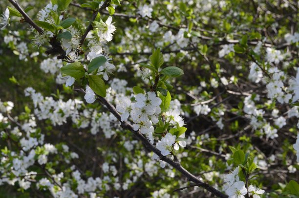 日本杏树开花