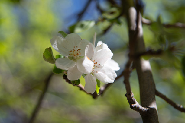 独芽