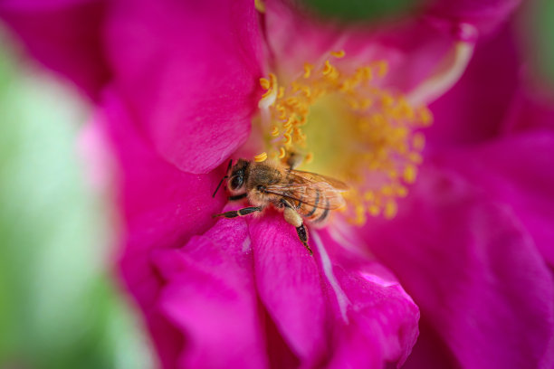 蜜蜂小黄花