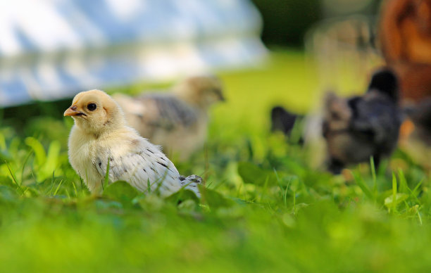 草地上的母鸡