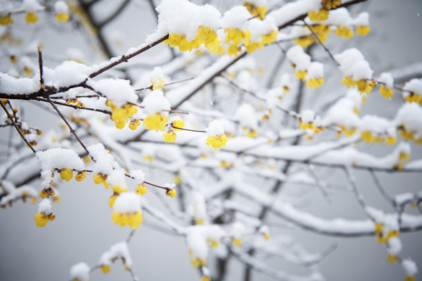 梅花香雪