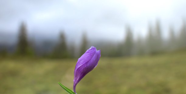 户外紫色花朵植物景观