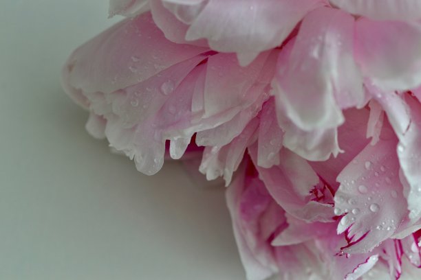 粉色的芍药花
