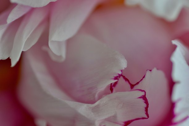粉色的芍药花