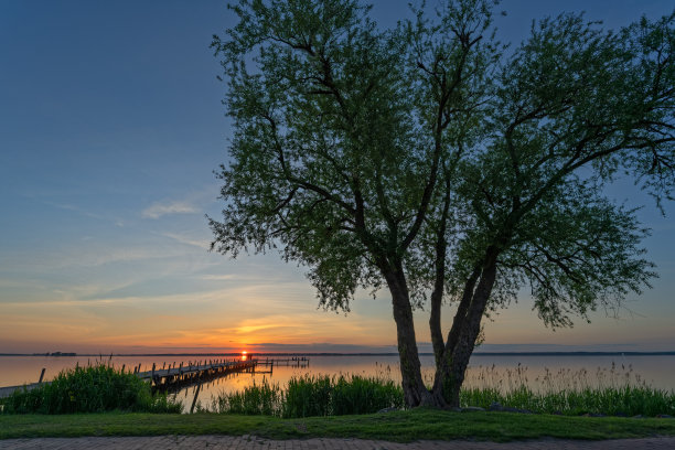 柳树夕照