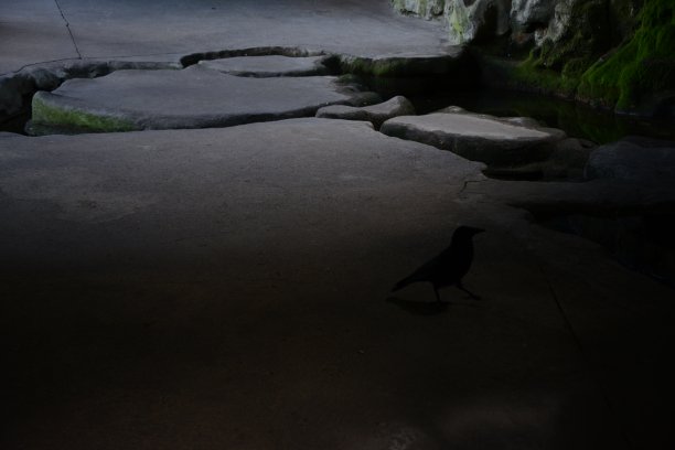 洞口飞鸟