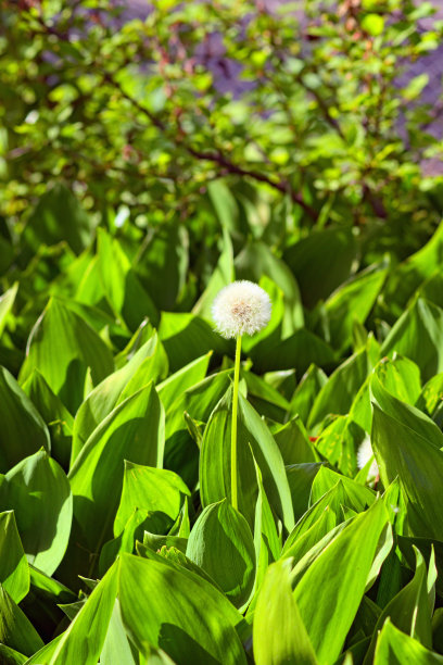 自然风植物花纹