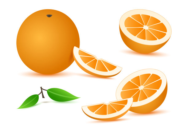 柑橘插画