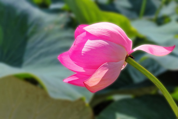 莲花标识荷花标识