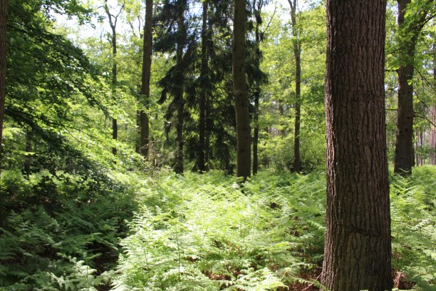 植树节绿色森林背景