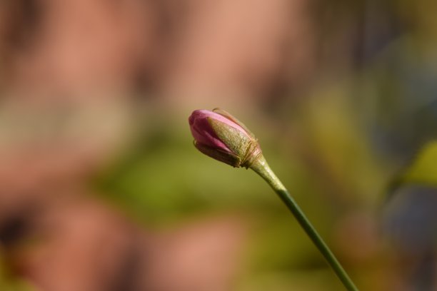 花鸟虫鱼