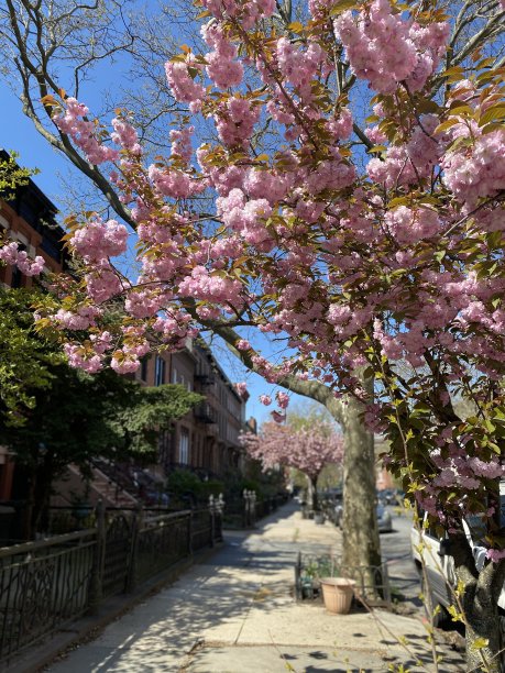 高清春天绚丽粉红色樱花实拍