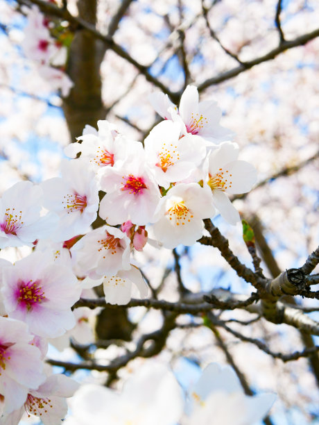 樱花仰拍