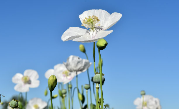 白色花朵花草植物