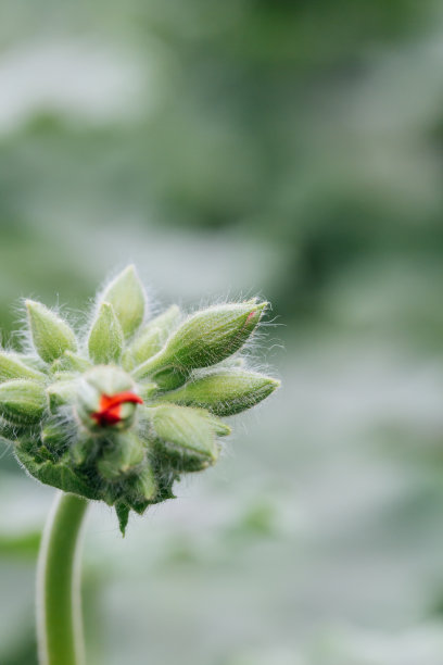 绿色植物 夏季植物 家具装饰