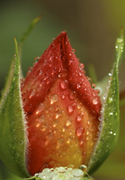 花朵花蕾上的雨滴