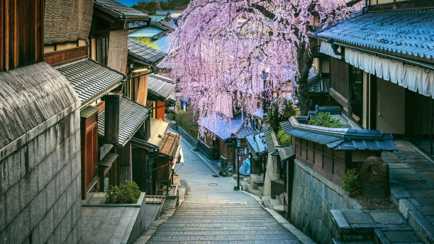 夜幕下的樱花树