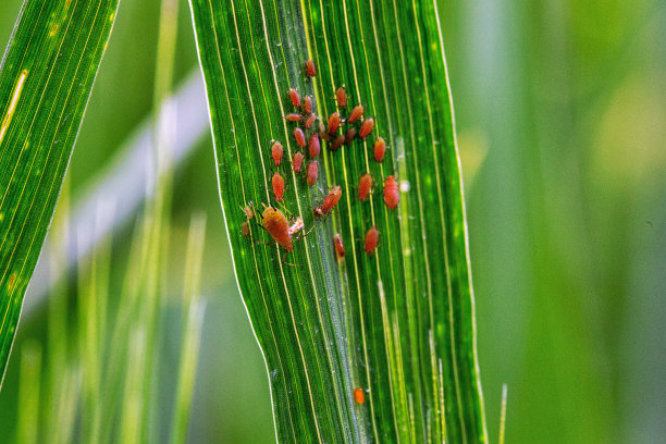 青麦穗