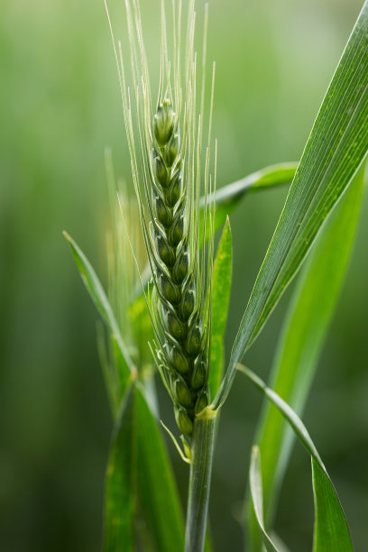 清新手机壁纸夏日花草