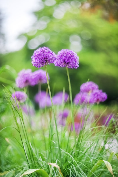 户外紫色花朵植物景观