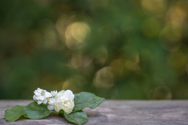 茉莉花树