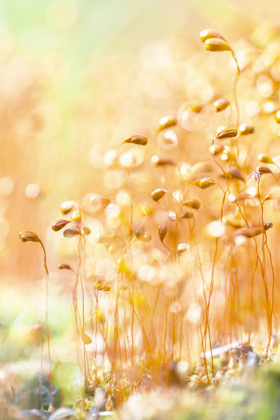 鲜花,太阳花