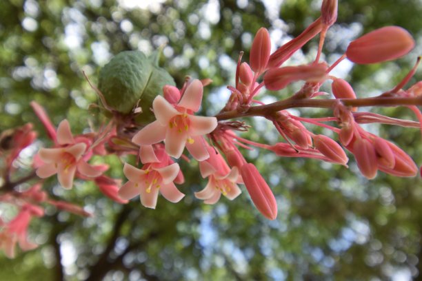 微距高清花蕊