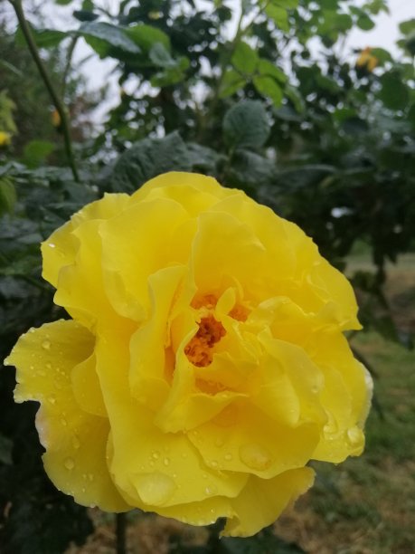 黄玫瑰 玫瑰 开花 花束 花卉