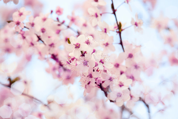 日本苹果