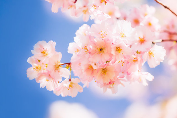 蓝天下的樱花摄影