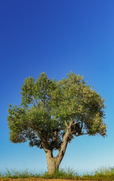 山水背景墙壁画