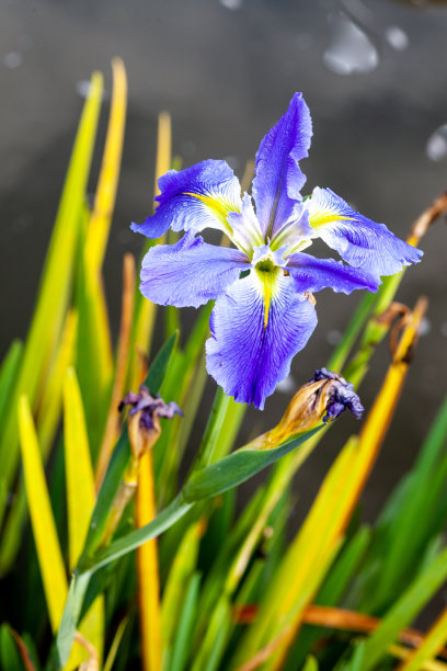 艳丽木槿花