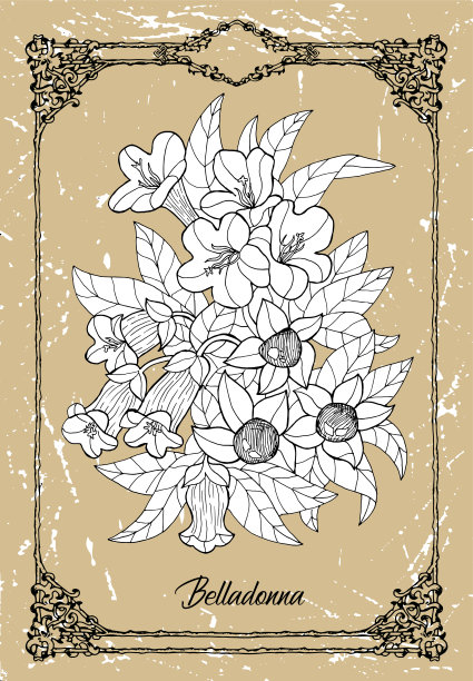 花卉黑白线描画