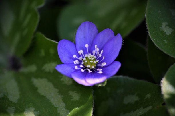 微距高清花蕊