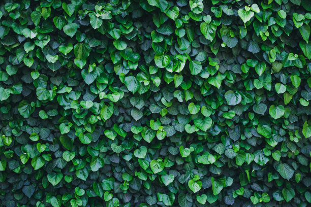 绿植墙,绿植物,绿叶