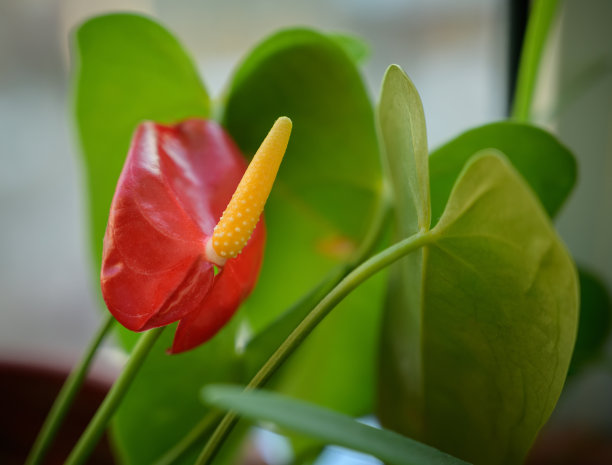 绿色植物 夏季植物 家具装饰