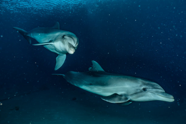 海豚和潜水员