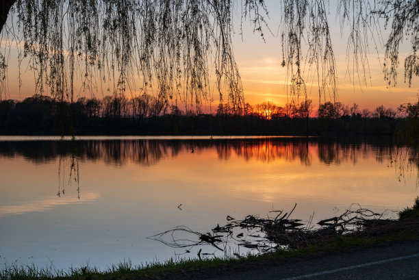 柳树夕照