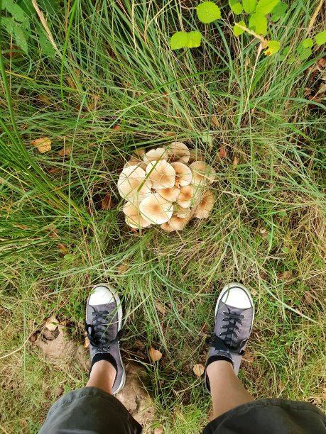 小脚丫与蘑菇