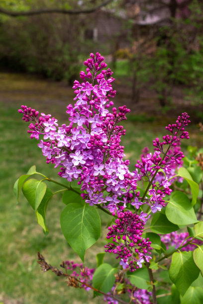 丁香花图片