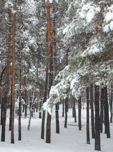 被雪覆盖的树