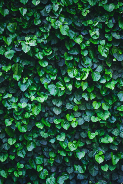 绿植墙,绿植物,绿叶