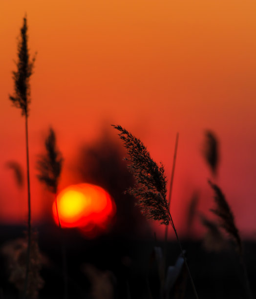 芦苇背景