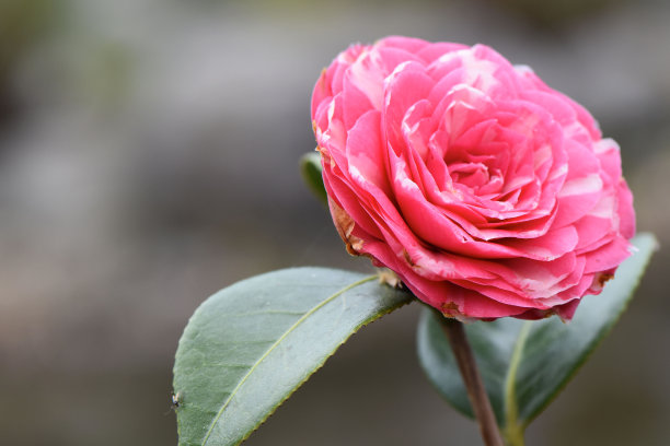 茶花特写