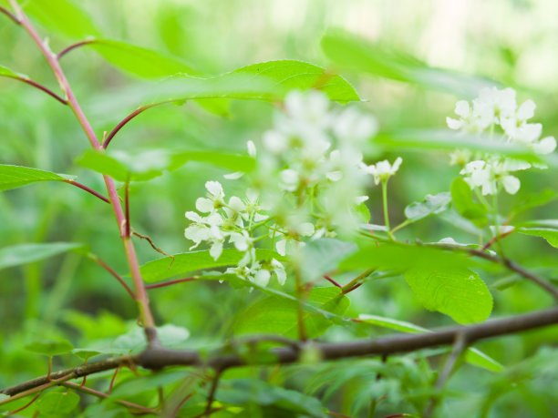 樱花图片壁纸