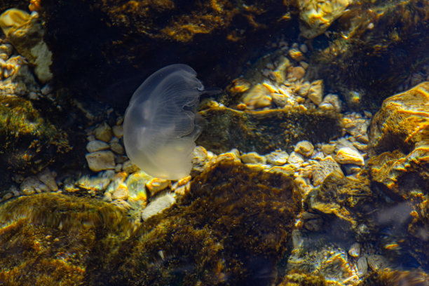 海底世界水族馆水母摄影