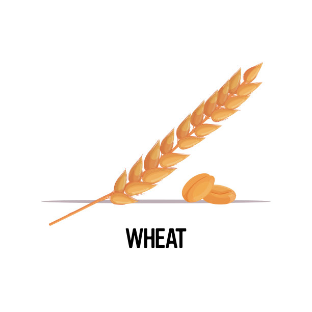 卡通小麦 矢量小麦