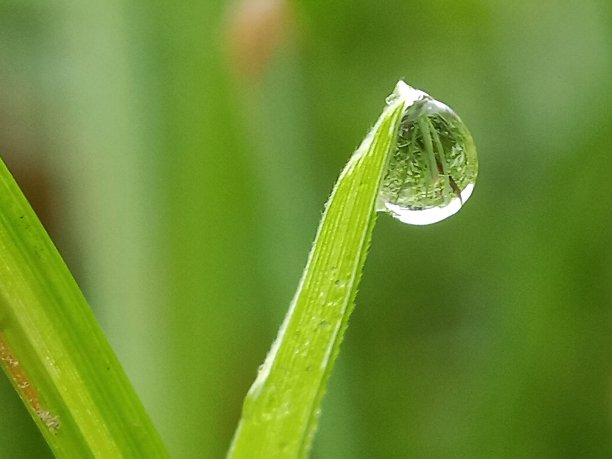 树叶纹水珠