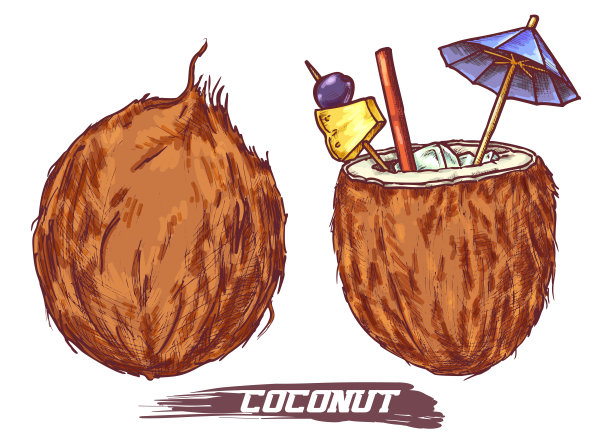 椰子包装插画