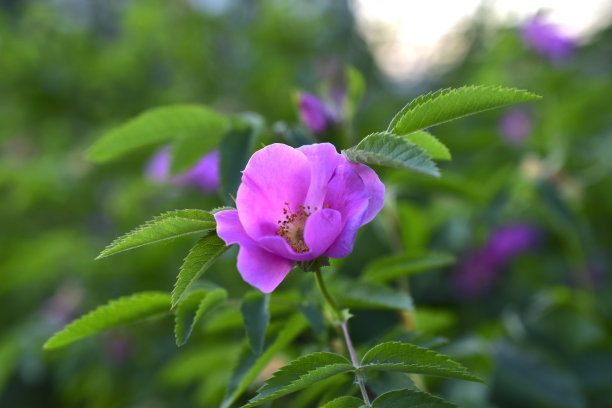 粉色野蔷薇花